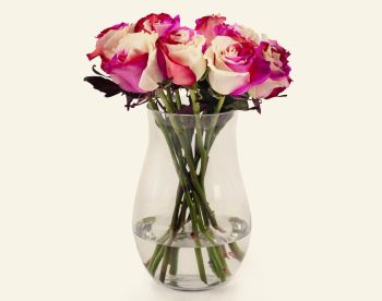 White-Pink-Purple Combination